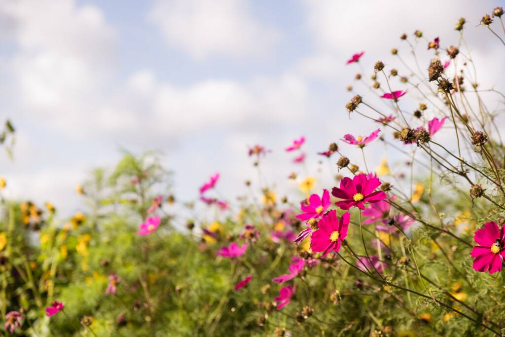 natural-beauty-fieldflowers-biodiversity