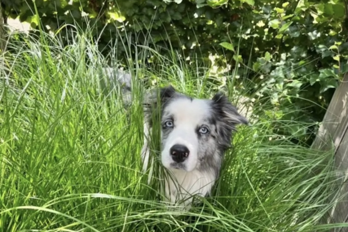 pet friendly-dog-blog