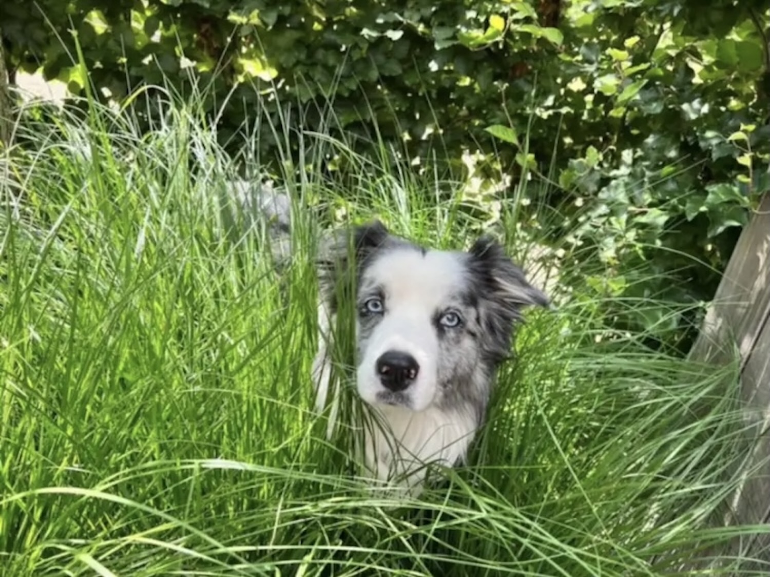 pet friendly-dog-blog