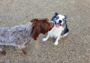 dogfriendly-milo-vesta-blog